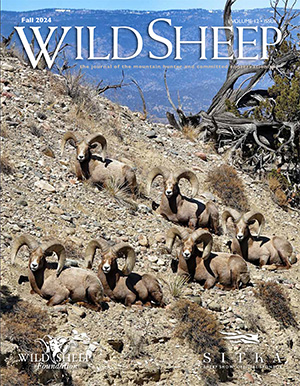 Fall 2024 Wild Sheep Cover